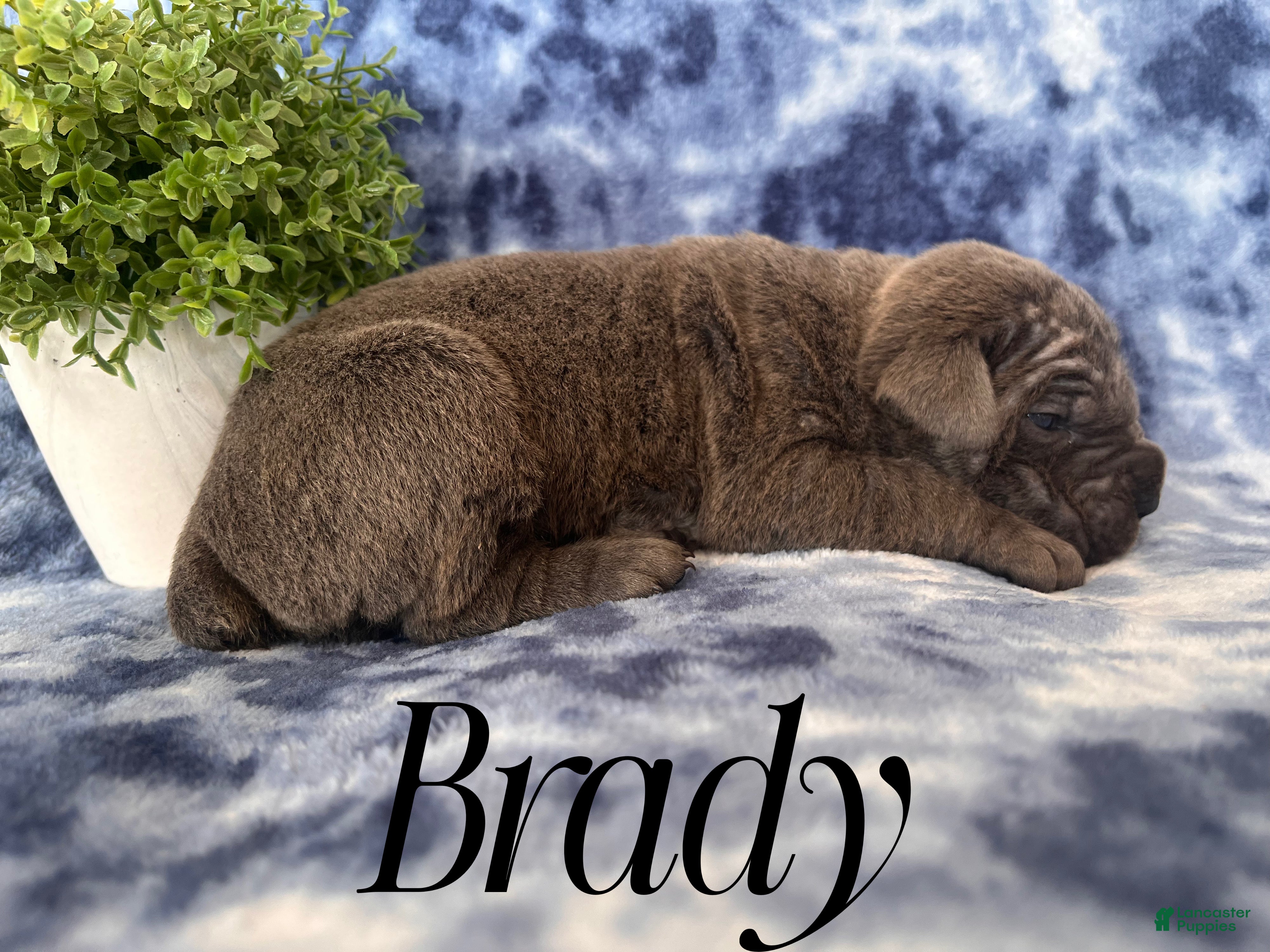 Cane Corso dogs Brady - Ad 22