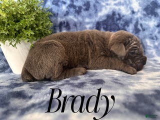 Cane Corso dogs Brady - Ad 25