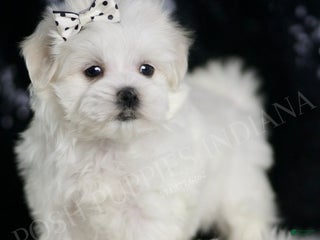 Maltese dogs - Ad 3