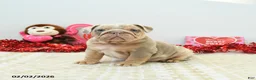 English Bulldog dogs for sale: Rocky - Ad 3