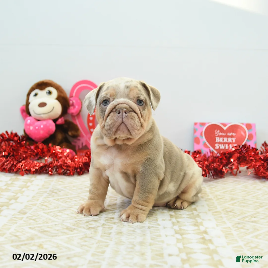 English Bulldog dogs for sale: Rocky - Ad 3