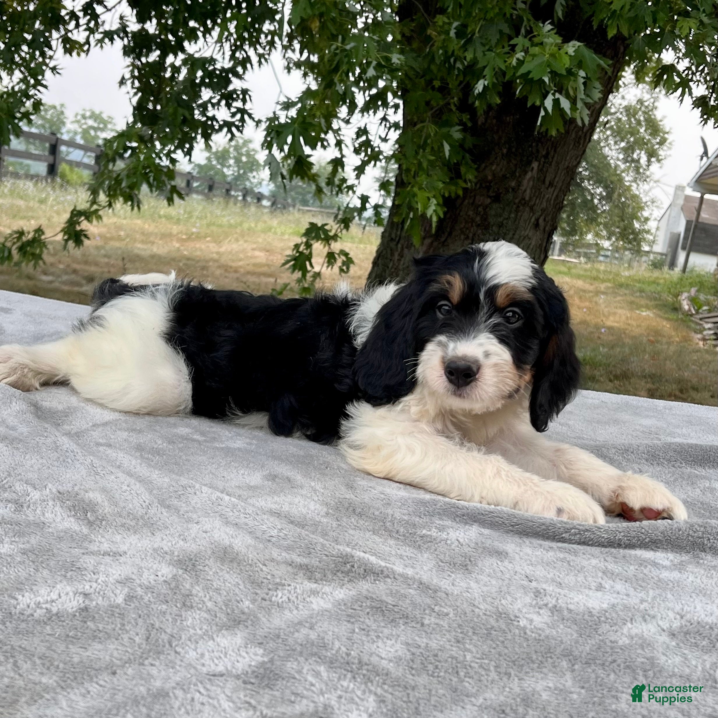 Bernedoodle dogs Austin - Ad 2
