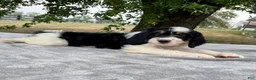 Bernedoodle dogs for sale: Austin - Ad 2