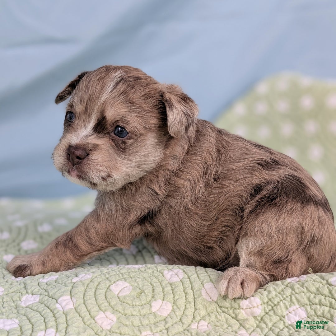 Mixed Breed dogs for sale: Queen - Ad 2