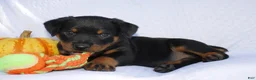 Rottweiler dogs for sale: Thunder  - Ad 3