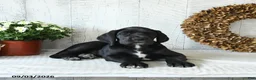 Great Dane dogs for sale: Indie - Ad 3
