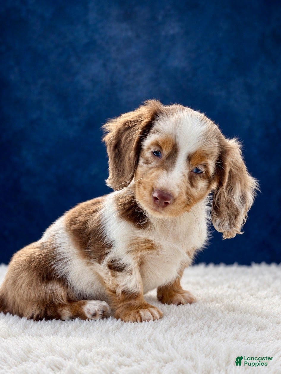 Miniature Dachshund dogs Miniature Dachshund 1 - Ad 2