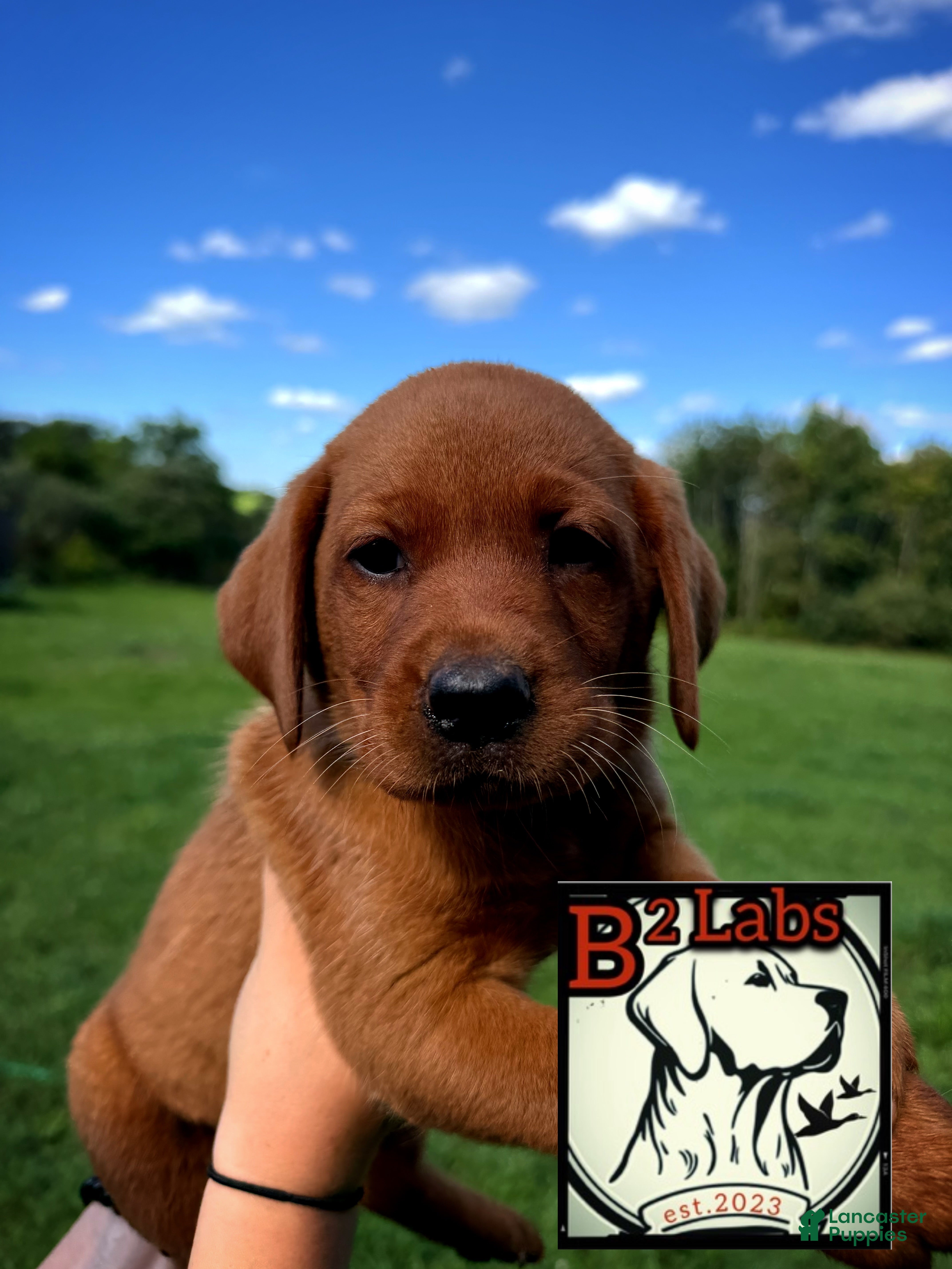 Labrador Retriever dogs Bella - Ad 1