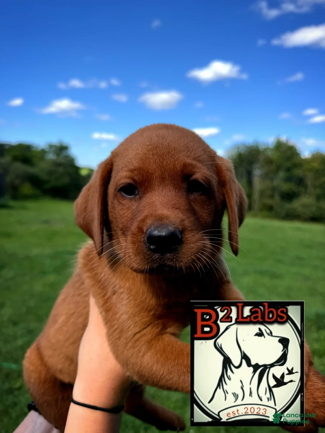 Labrador Retriever dogs for sale: Bella - Ad 1