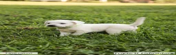 Labrador Retriever dogs for sale: Lime Green Collar - Ad 3