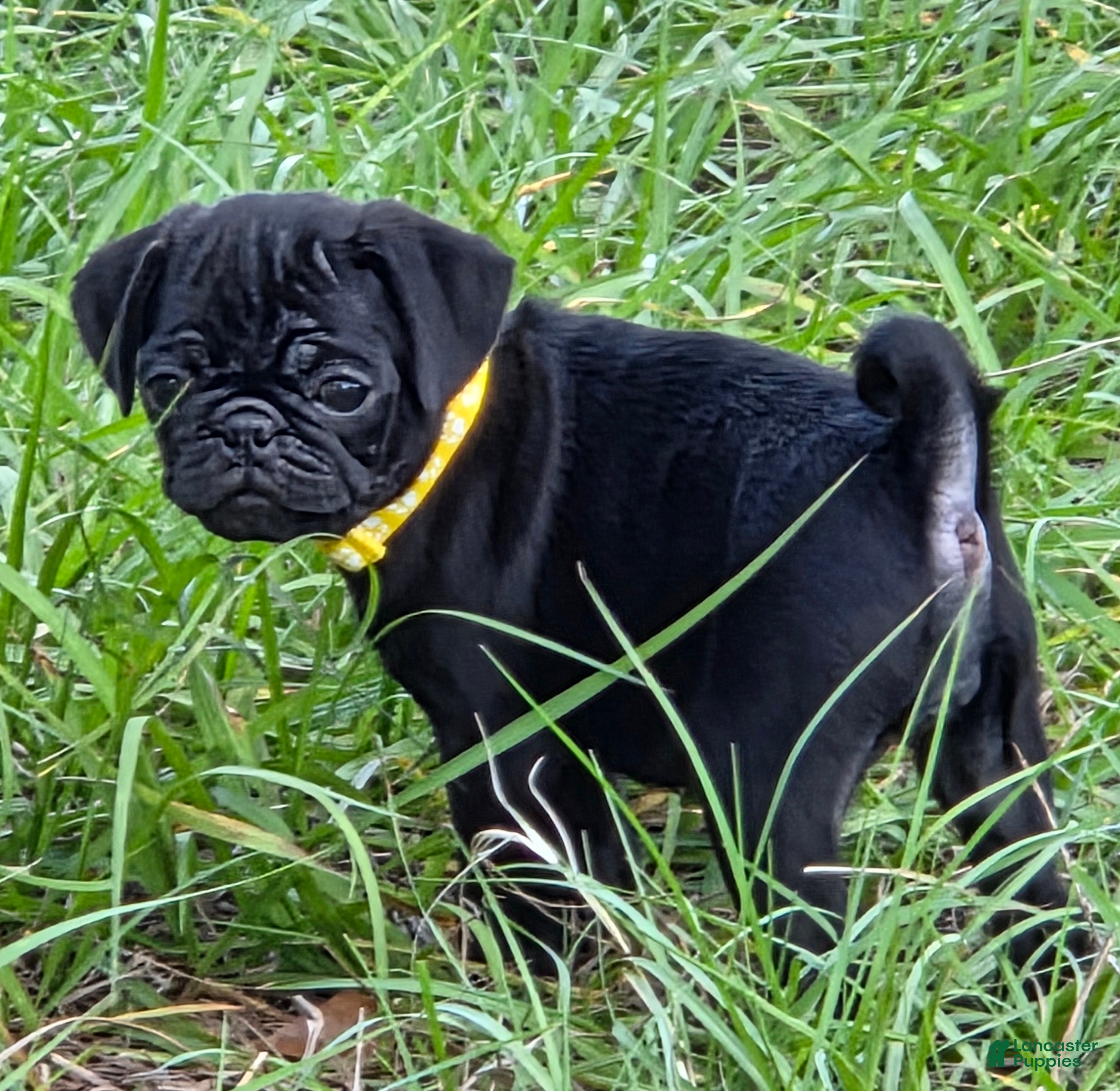 Pug dogs Chloe  - Ad 1