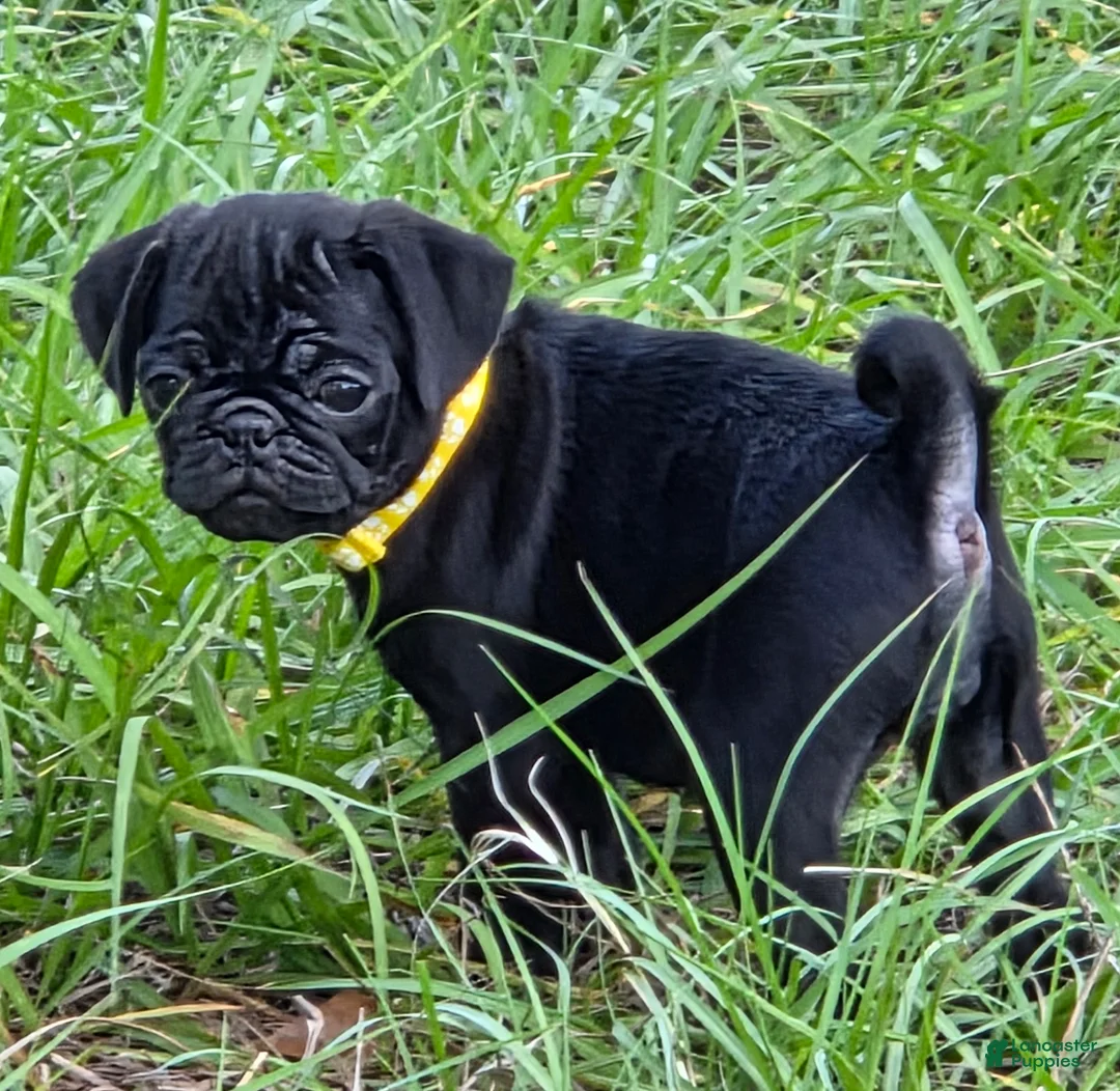 Pug dogs for sale: Chloe  - Ad 1