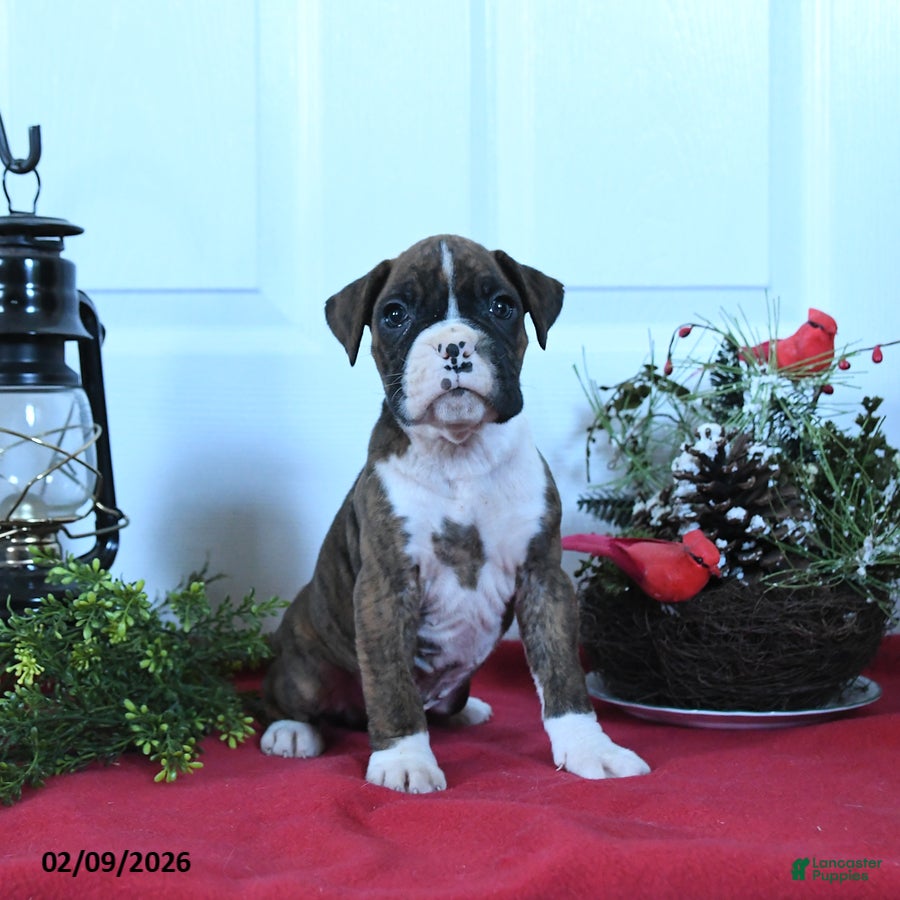 Boxer dogs Malcolm - Ad 26