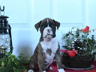 Boxer dogs Malcolm - Ad 26
