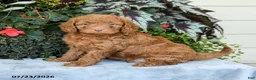 Cavapoo dogs for sale: Zach - Ad 2