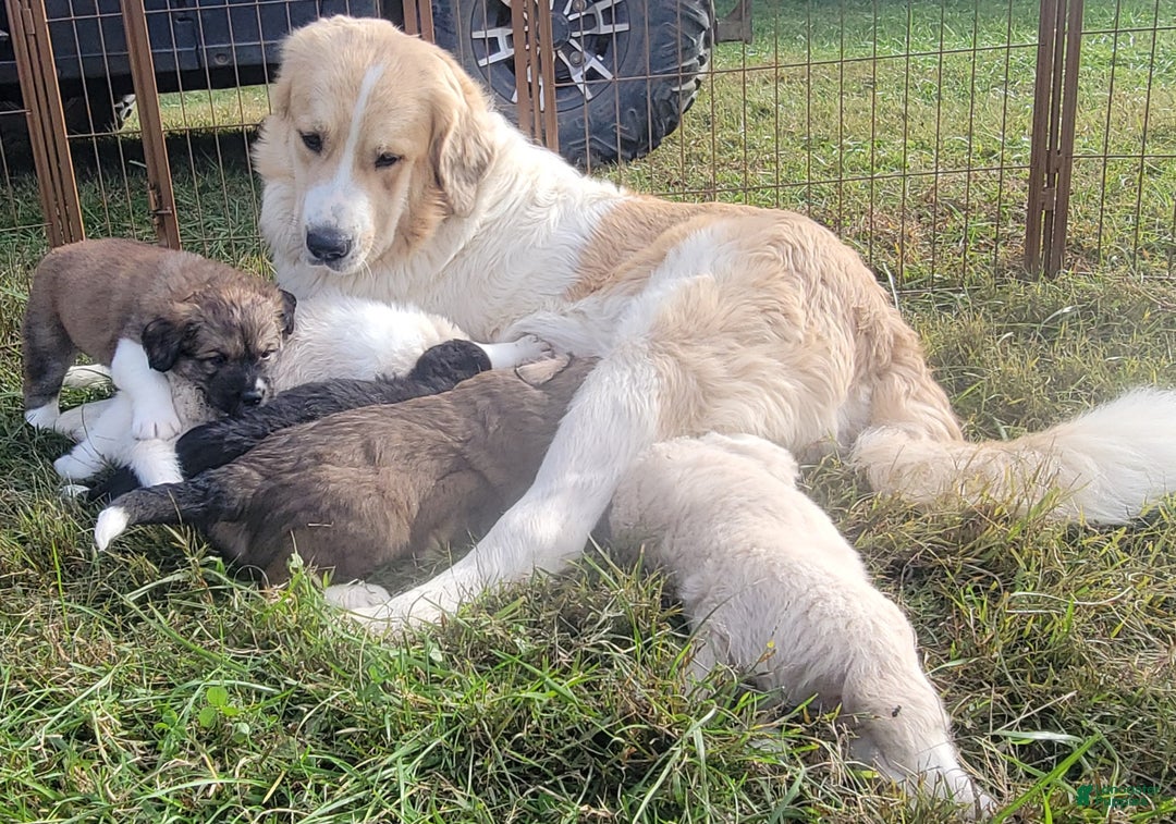 Mixed Breed dogs for sale: M5 - Male Great Bernadoodle Puppy - Ad 2