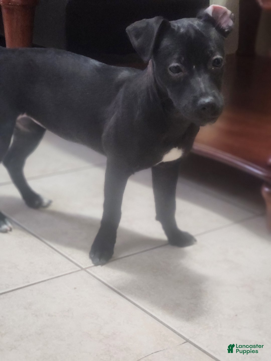 Mixed Breed dogs for sale: Mixed Breed Puppy 3 - Ad 4