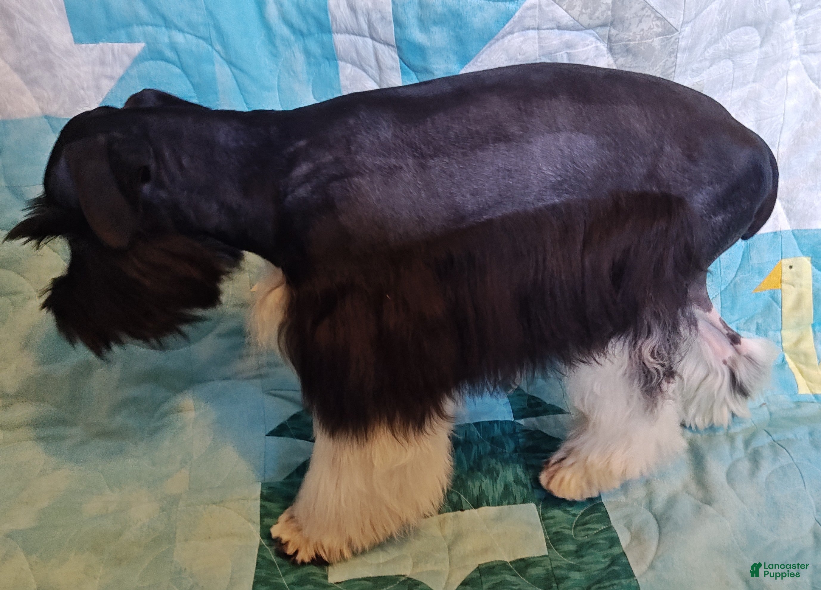 Miniature Schnauzer dogs Bubba - Ad 2
