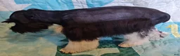 Miniature Schnauzer dogs for sale: Bubba - Ad 3