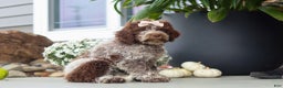 Lagotto Romagnolo dogs for sale: Mia - Ad 3