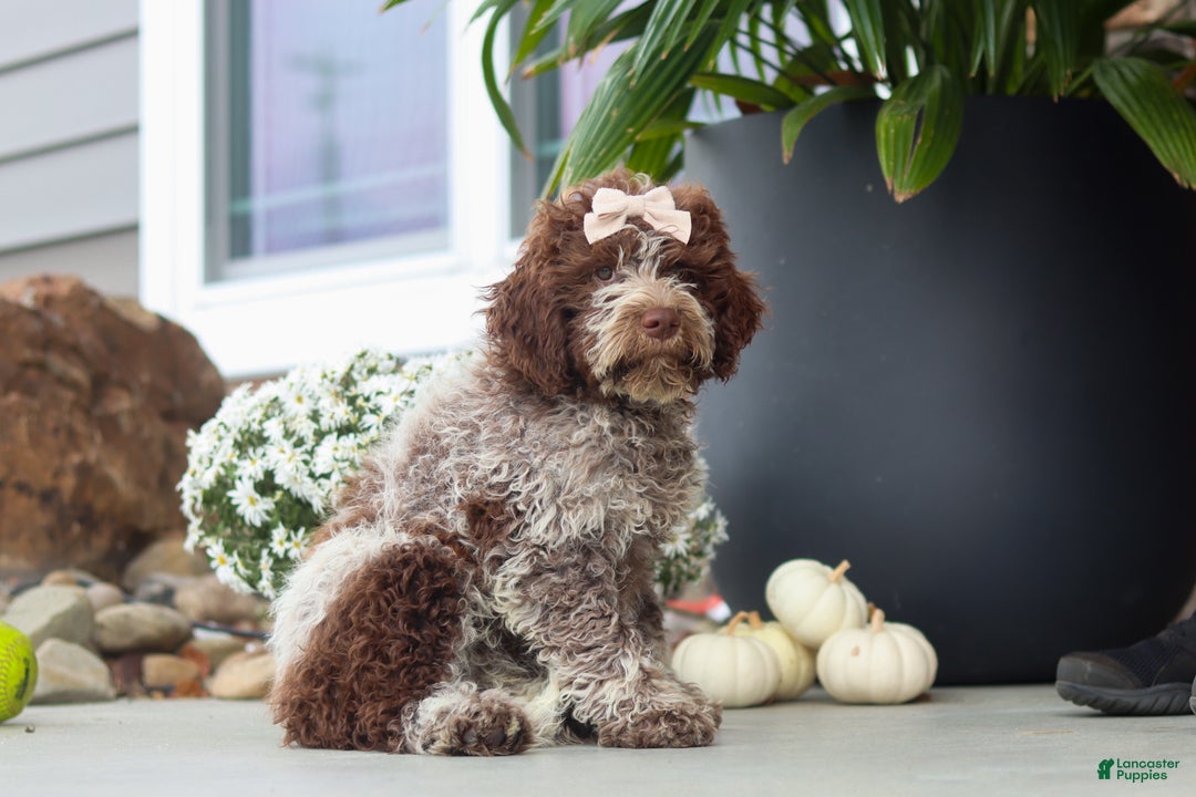 Lagotto Romagnolo dogs for sale: Mia - Ad 3
