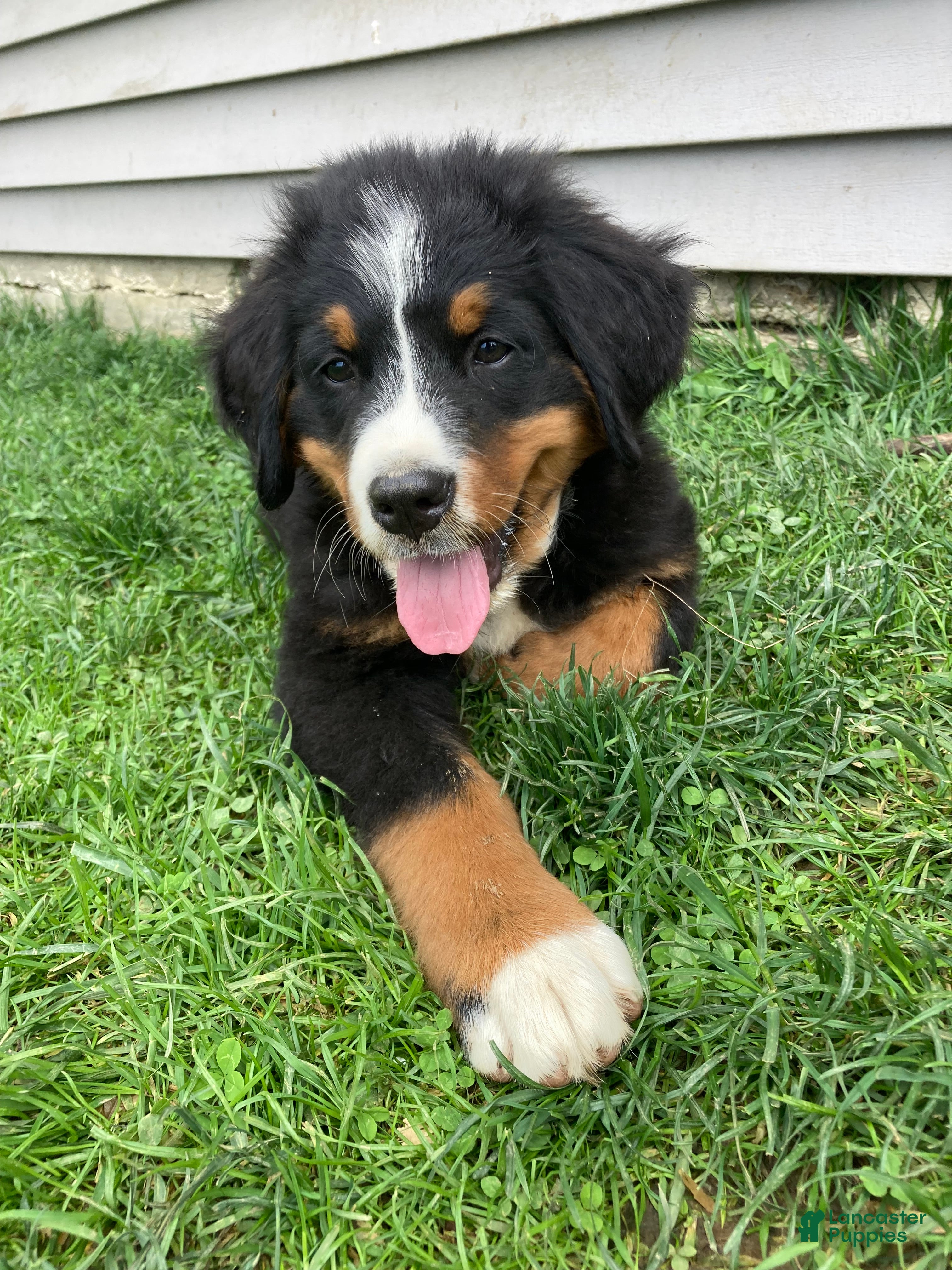 Bernese Mountain Dog dogs Hope - Ad 2