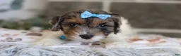 Cavapoo dogs for sale: Charlotte - Ad 9