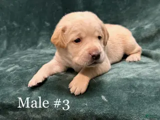 Labrador Retriever dogs Boy 2 - Ad 24