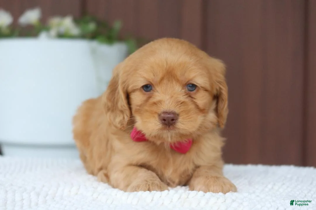 Miniature Golden Retriever dogs for sale: Miniature Golden Retriever Puppy 4 - Ad 2