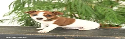 Jack Russell Terrier dogs for sale: Joyce - Ad 4