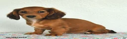 Miniature Dachshund dogs for sale: Kylie - Ad 2