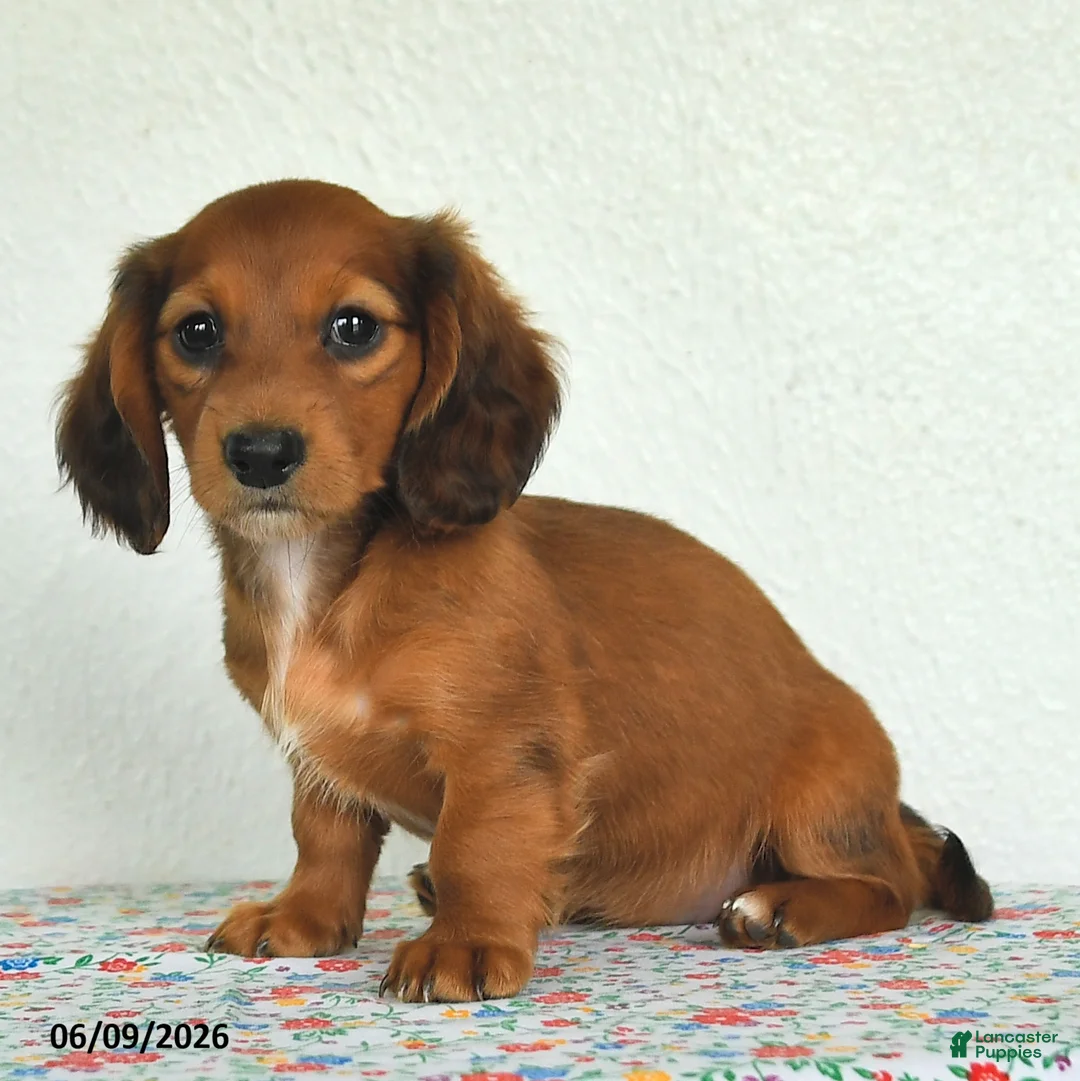 Miniature Dachshund dogs for sale: Kylie - Ad 2