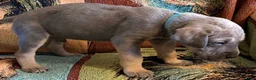 Great Dane dogs for sale: Teal - Ad 1