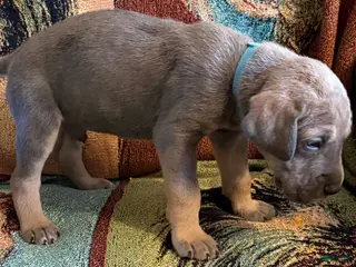Great Dane dogs Teal - Ad 40