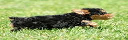 Yorkiepoo dogs for sale: Ricky - Ad 9