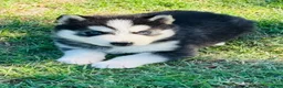 Siberian Husky dogs for sale: Valerie - Ad 9