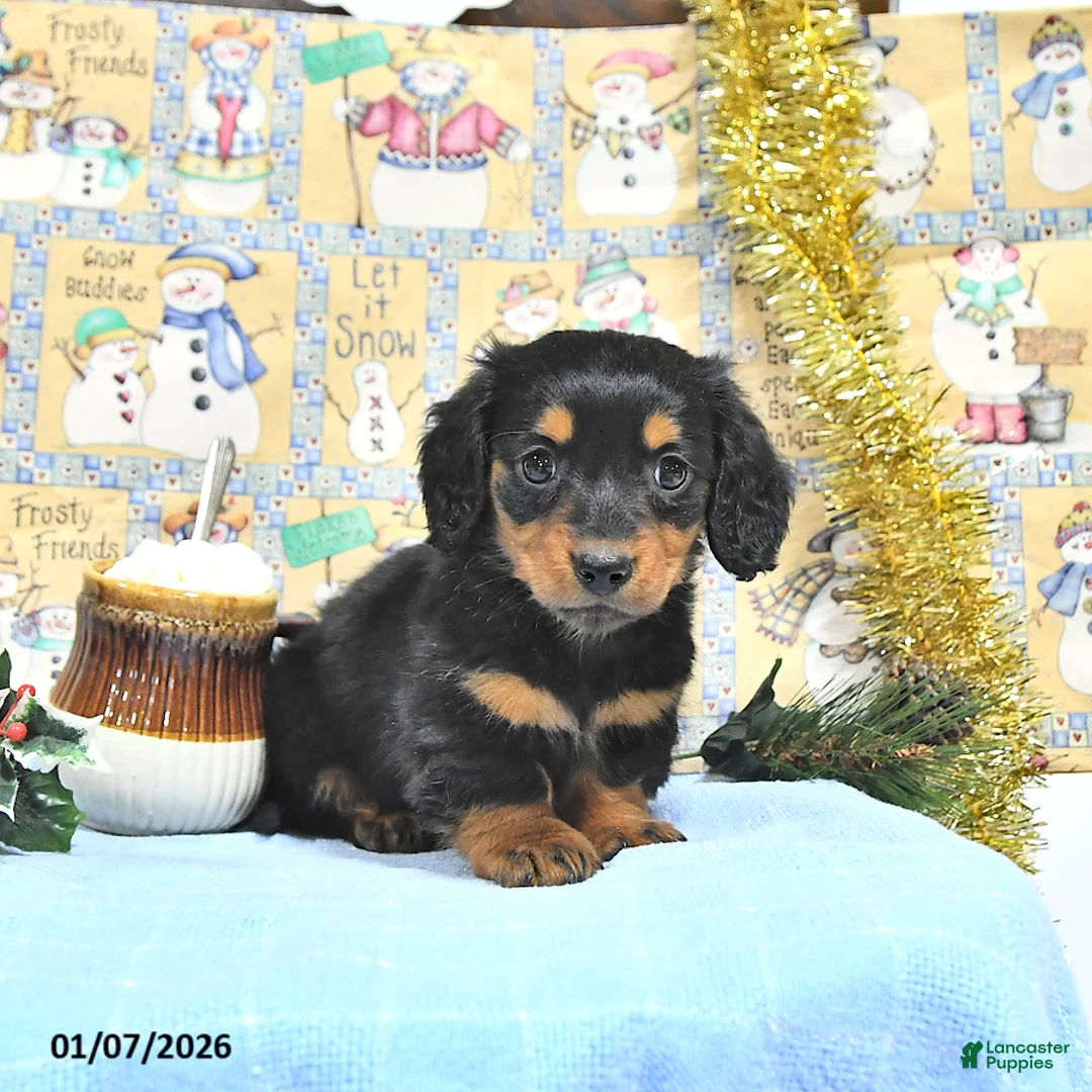 Miniature Dachshund dogs for sale: Milo - Ad 7