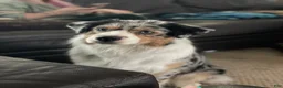 Australian Shepherd dogs for sale: Australian Shepherd Black tri Boy - Ad 2