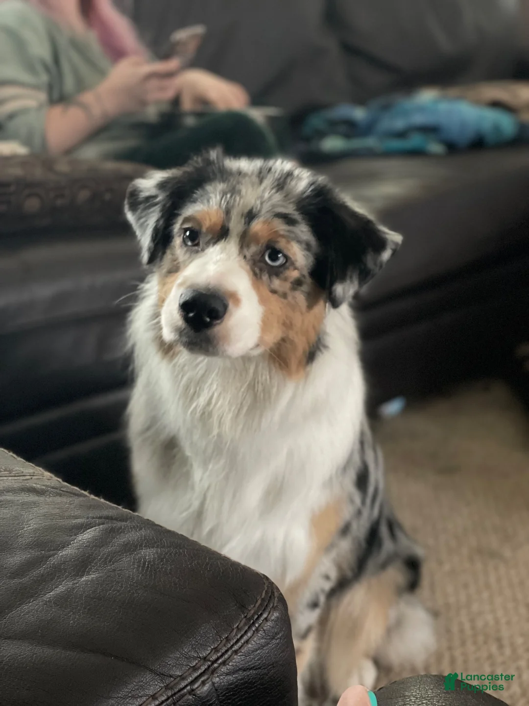 Australian Shepherd dogs for sale: Australian Shepherd Black tri Boy - Ad 2