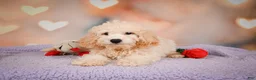 Cavapoo dogs for sale: pete - Ad 12