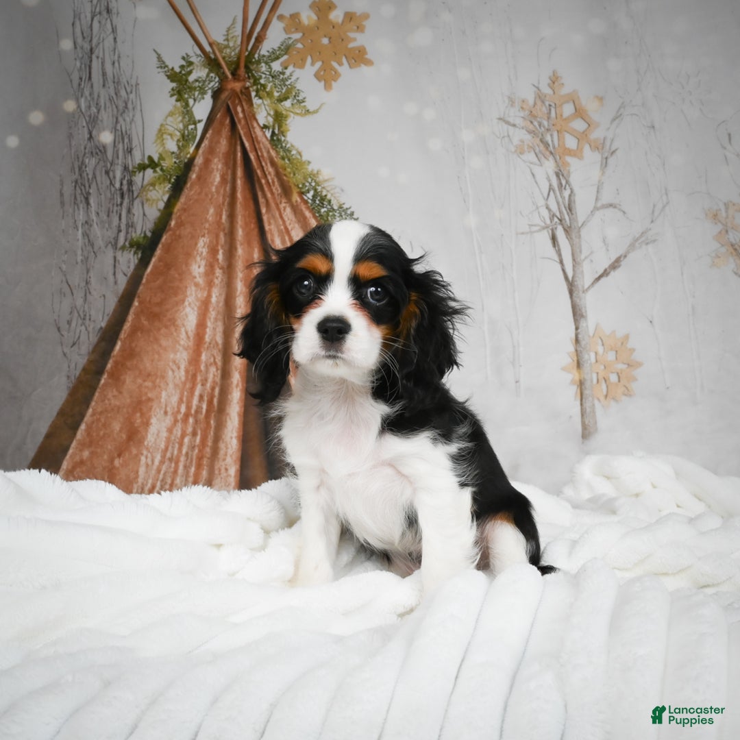 Mixed Breed dogs for sale: Micah - Ad 8