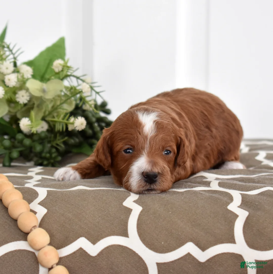 Toy Poodle dogs for sale: Parker  - Ad 3