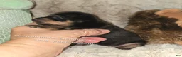Miniature Pinscher dogs for sale: Crissy black tan - Ad 9