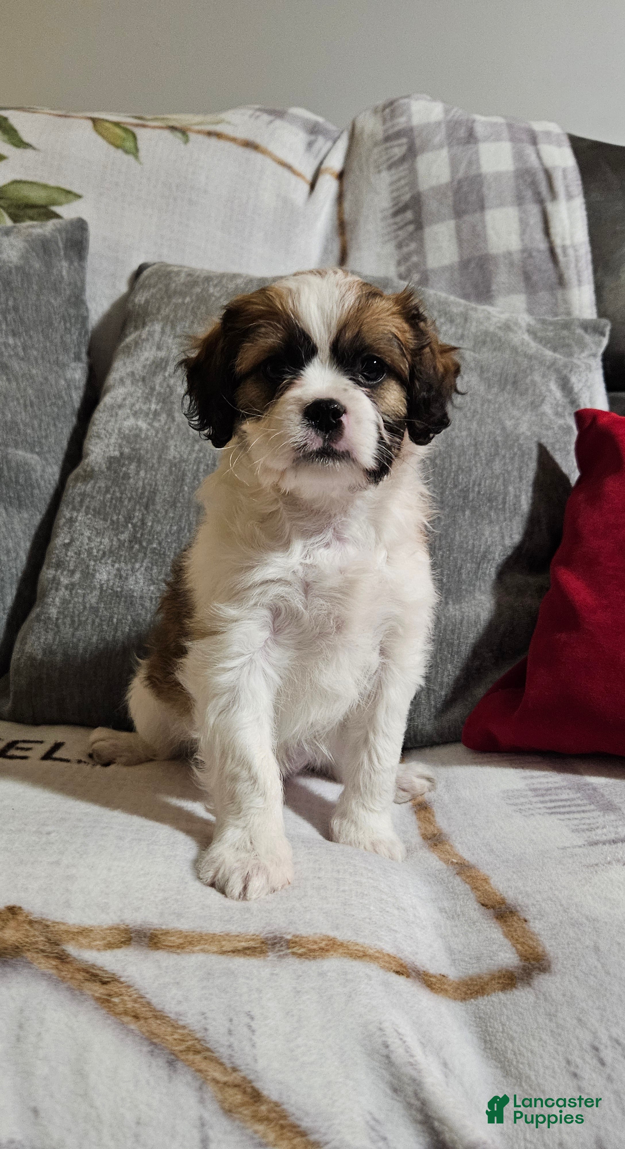 Mixed Breed dogs Biscuit  - Ad 7