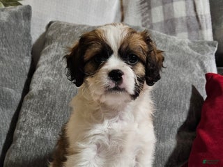 Mixed Breed dogs Biscuit - Ad 21