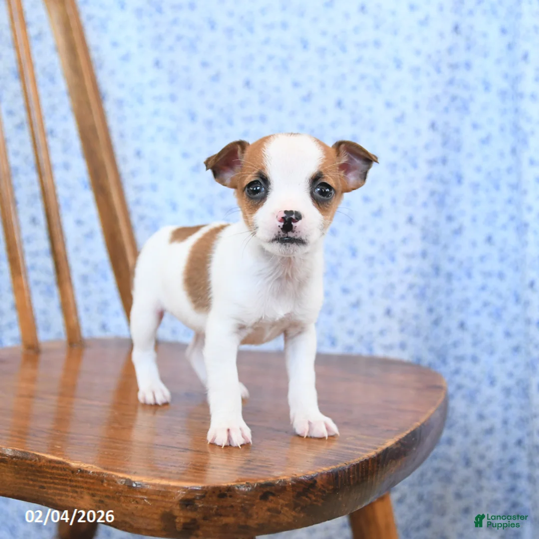 Jack Russell Terrier dogs for sale: Coconut - Ad 1