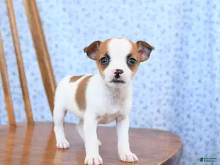 Jack Russell Terrier dogs Coconut - Ad 32