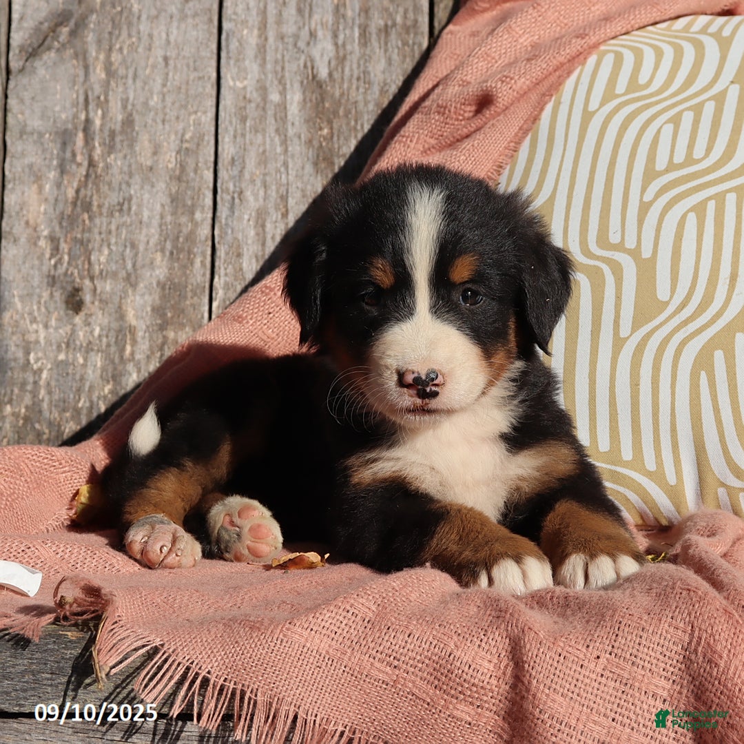 Bernese Mountain Dog dogs for sale: Jenny - Ad 6