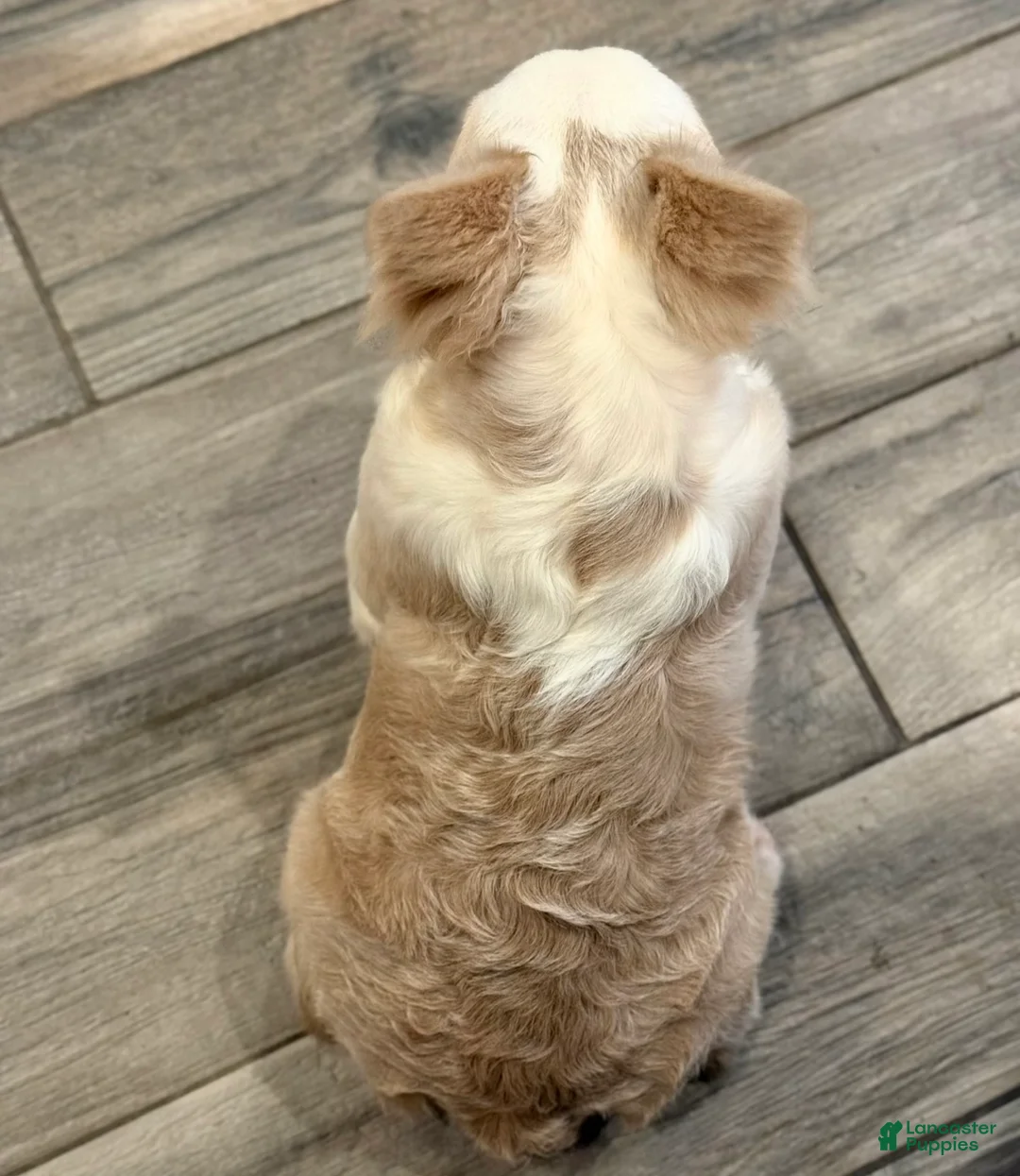 French Bulldog dogs for sale: French Bulldog Puppy 3 - Ad 2