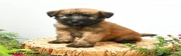 Soft Coated Wheaten Terrier dogs for sale: Chase - Ad 3